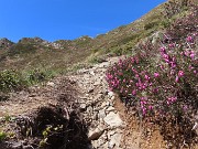 35 In arrivo sul sent. 101 alla Forcella Rossa (2055 m) 